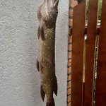 Hoppelnase Mit Eigener Sauna *