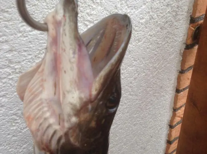 Hoppelnase Mit Eigener Sauna * Langenstein